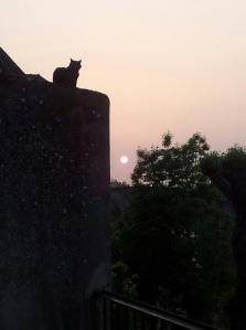 Frida, resident cat at Camac, watching the sun set into the Seine