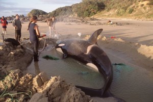 thelma-wilson-stranded-orca
