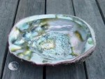 abalone