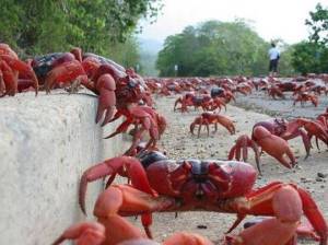 Christmas Island red crabs crossing the road.